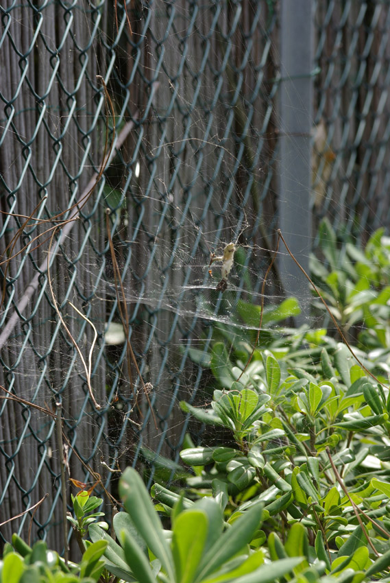Cyrtophora citricola e Argyrodes sp.
